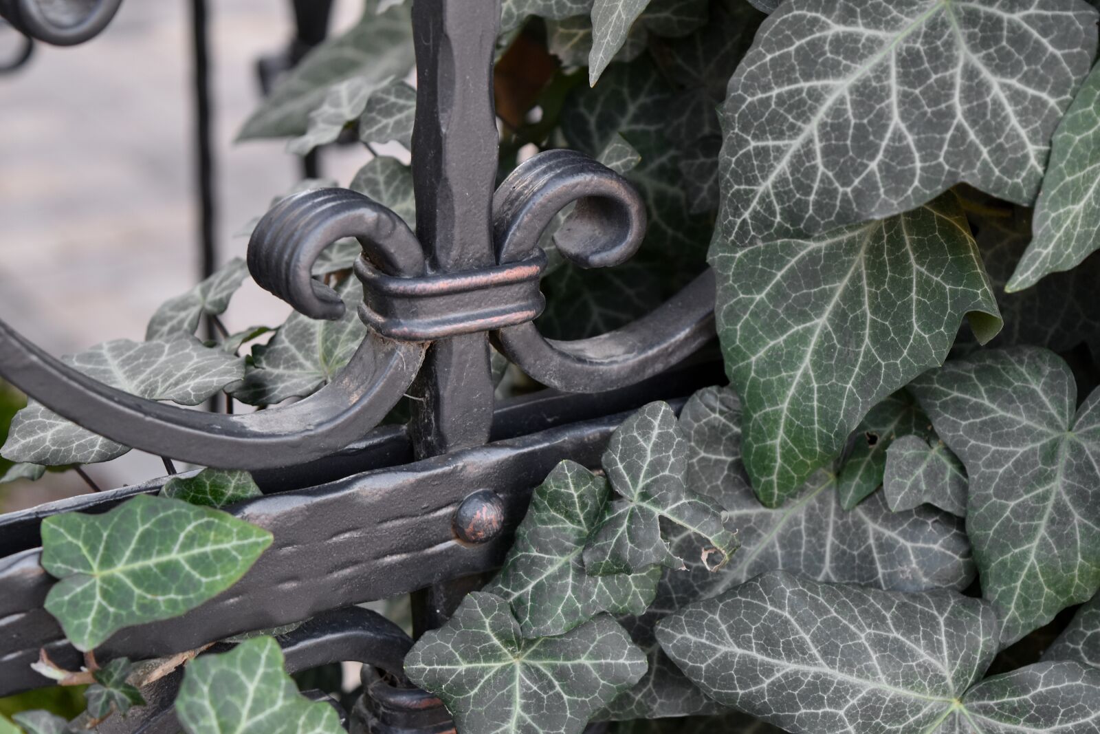 Nikon D5500 sample photo. Cast iron, handmade, leaf photography
