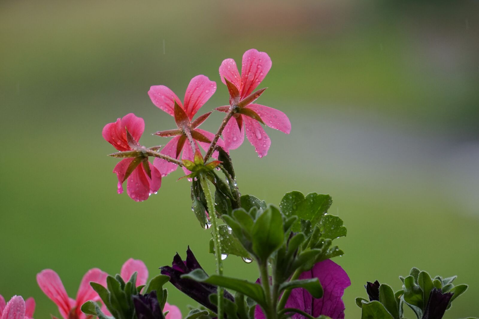 Sony E 55-210mm F4.5-6.3 OSS sample photo. Flower, plant, nature photography
