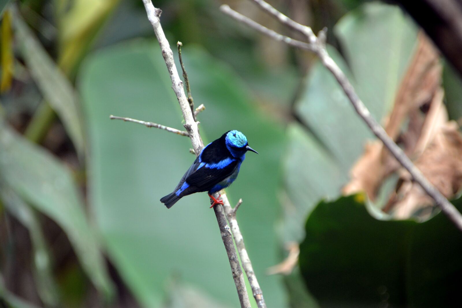 Nikon D600 sample photo. Nature, bird, wildlife photography