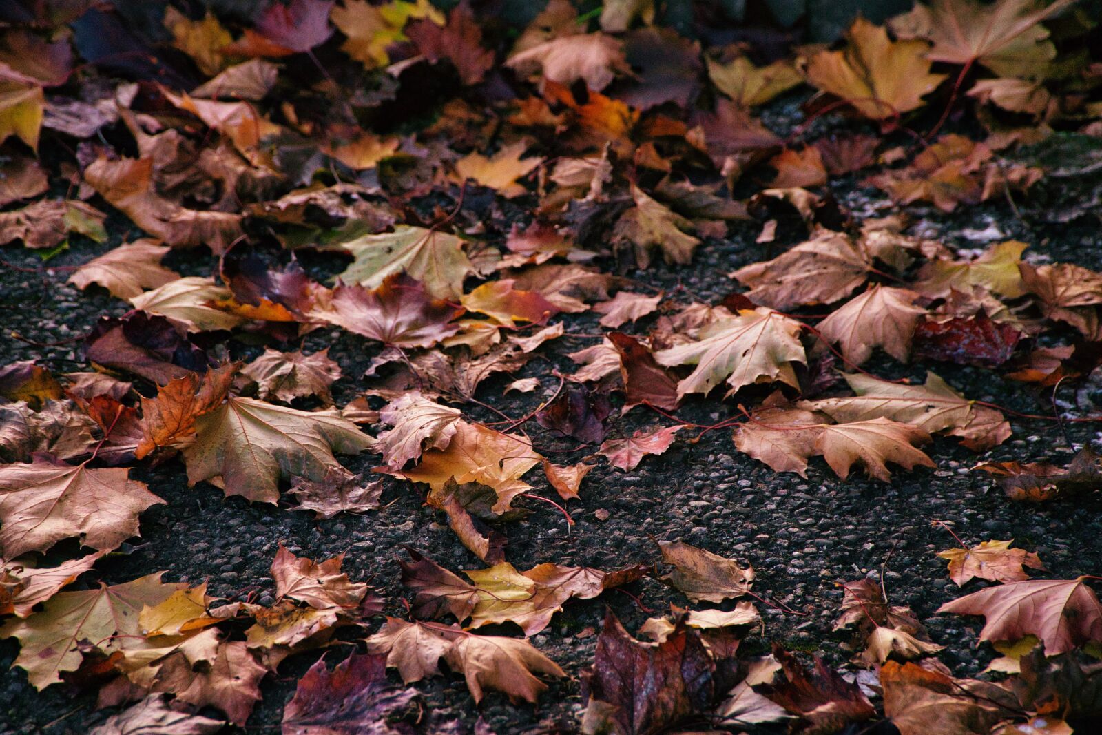 Sony a6000 sample photo. Autumn, leaves, nature photography