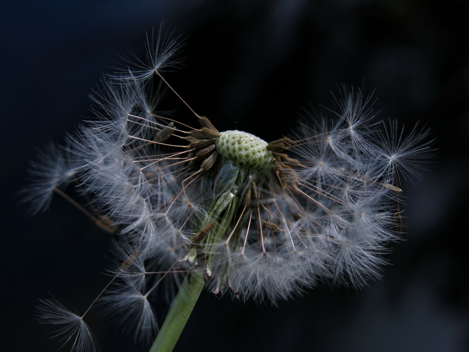 Canon PowerShot G15 sample photo. Dandelion, taraxacum, pusteplume photography