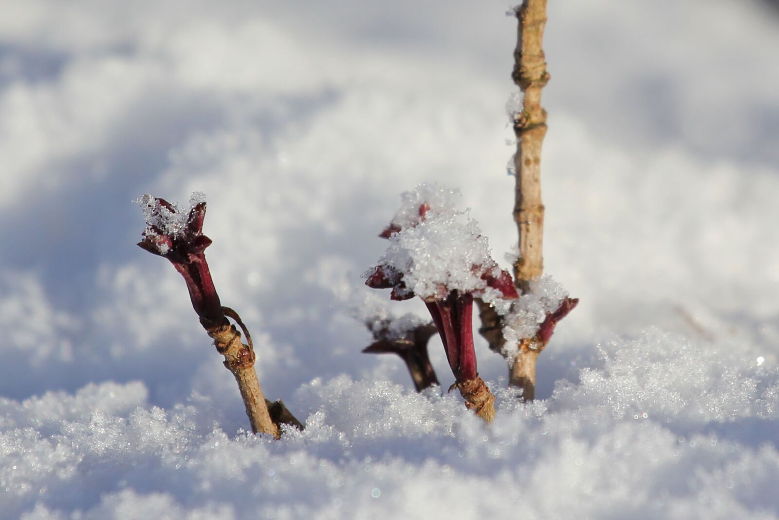 Canon EOS 550D (EOS Rebel T2i / EOS Kiss X4) sample photo. Snow, shoot, hope photography