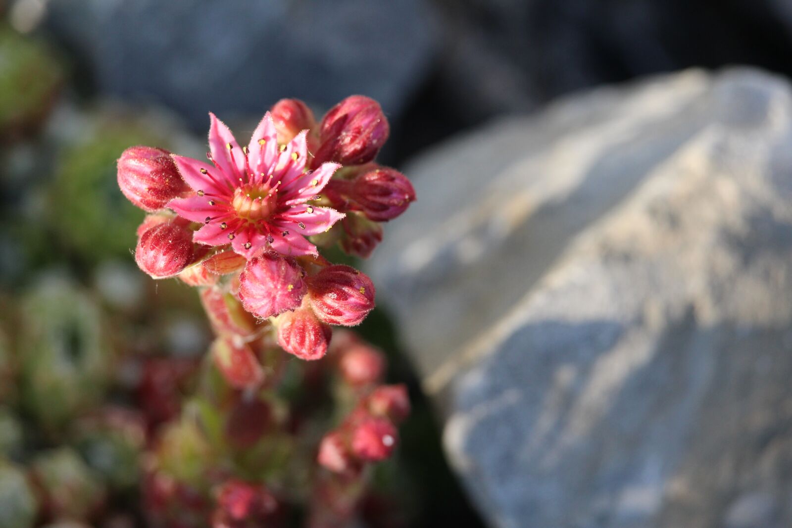 Canon EOS 1200D (EOS Rebel T5 / EOS Kiss X70 / EOS Hi) sample photo. Wurz, blossom, bloom photography