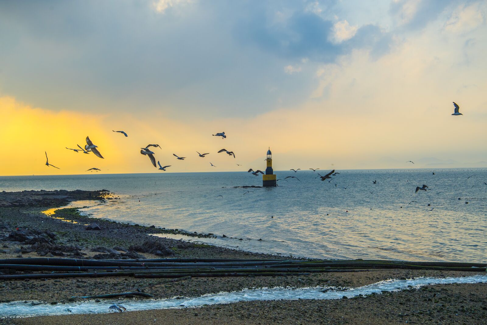 Nikon D5 sample photo. Seagull, lighthouse, sea photography