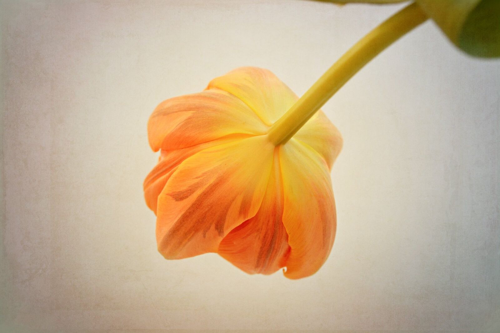 Nikon D7100 sample photo. Tulip, flower, orange photography