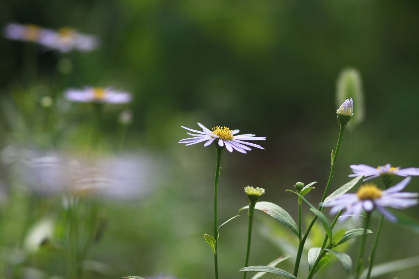 Canon EOS 500D (EOS Rebel T1i / EOS Kiss X3) sample photo. Flowers, plants, nature photography