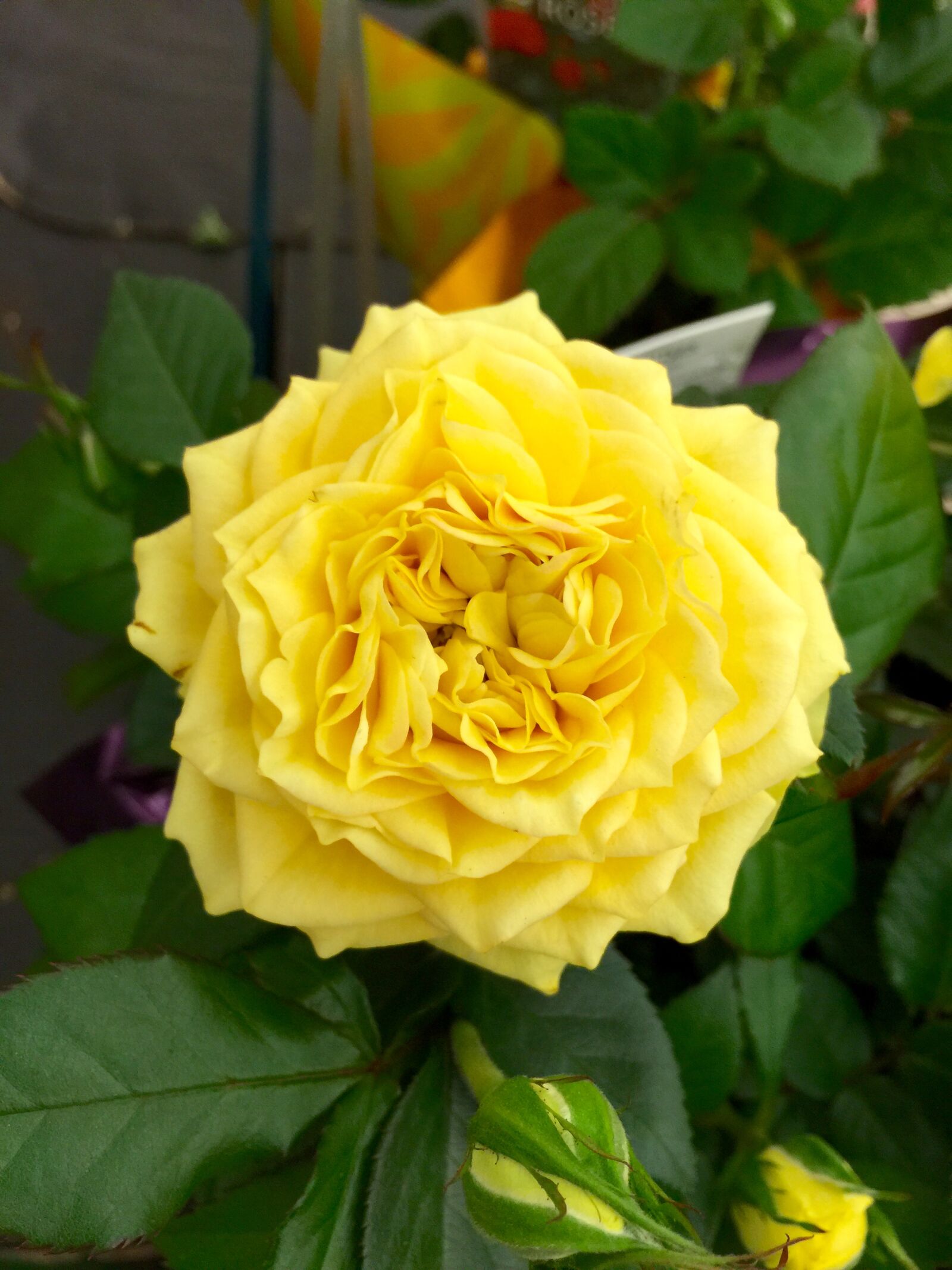 iPhone 6 Plus back camera 4.15mm f/2.2 sample photo. Bloom, blossom, close, up photography
