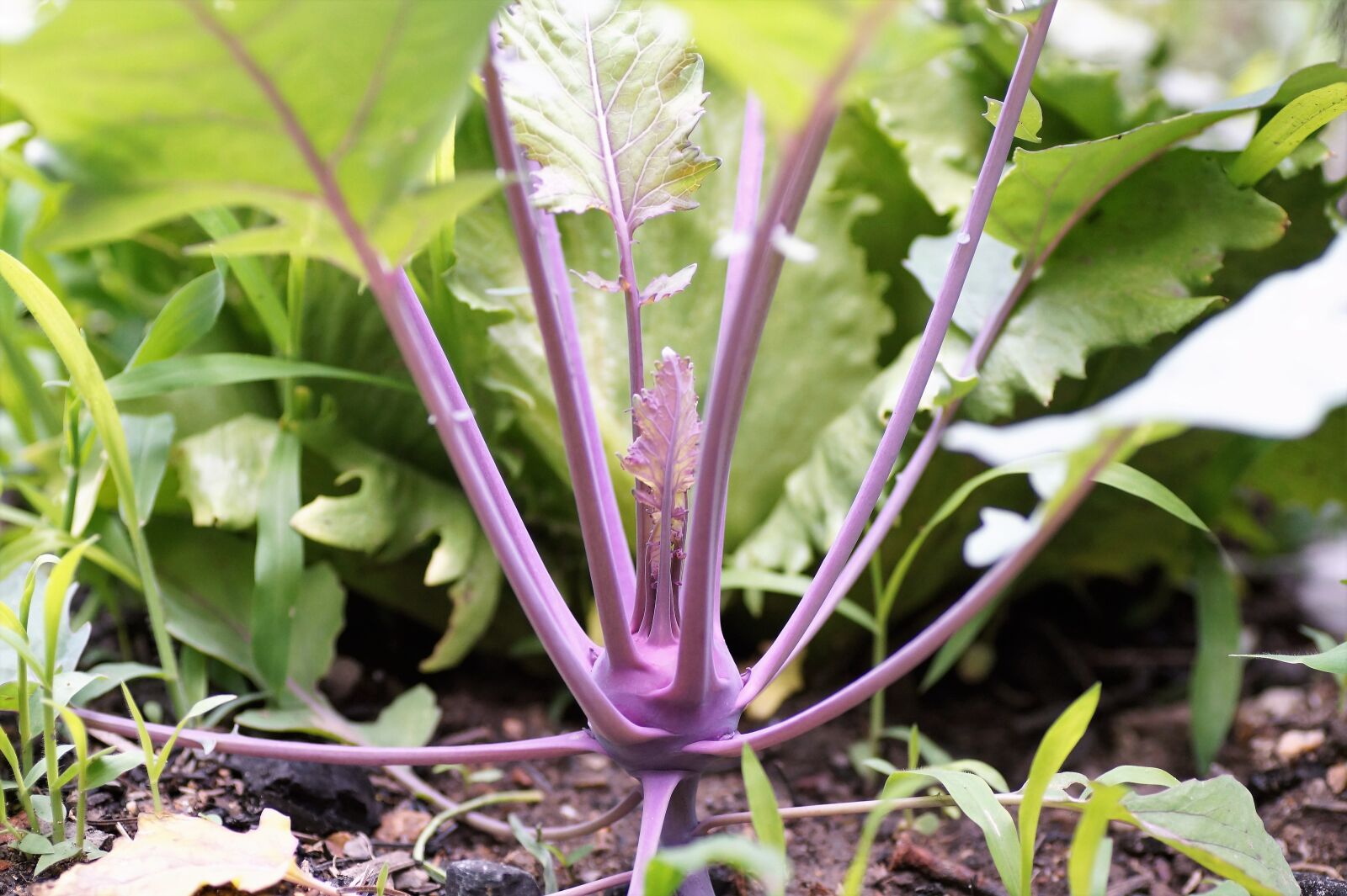 Sony SLT-A58 sample photo. Kohlrabi, potato, vegetables photography