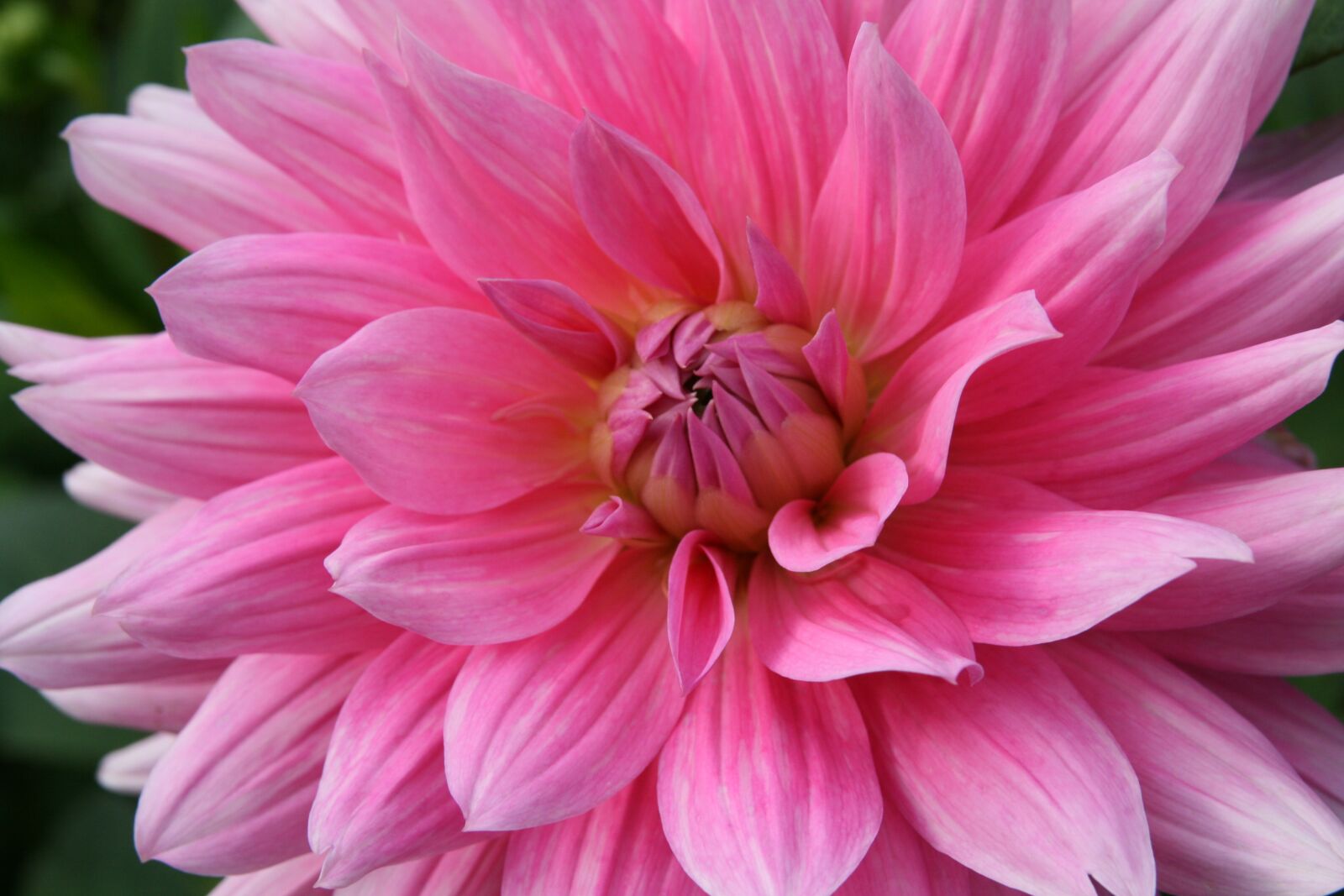 Canon EOS 400D (EOS Digital Rebel XTi / EOS Kiss Digital X) sample photo. Blossom, bloom, dahlia photography
