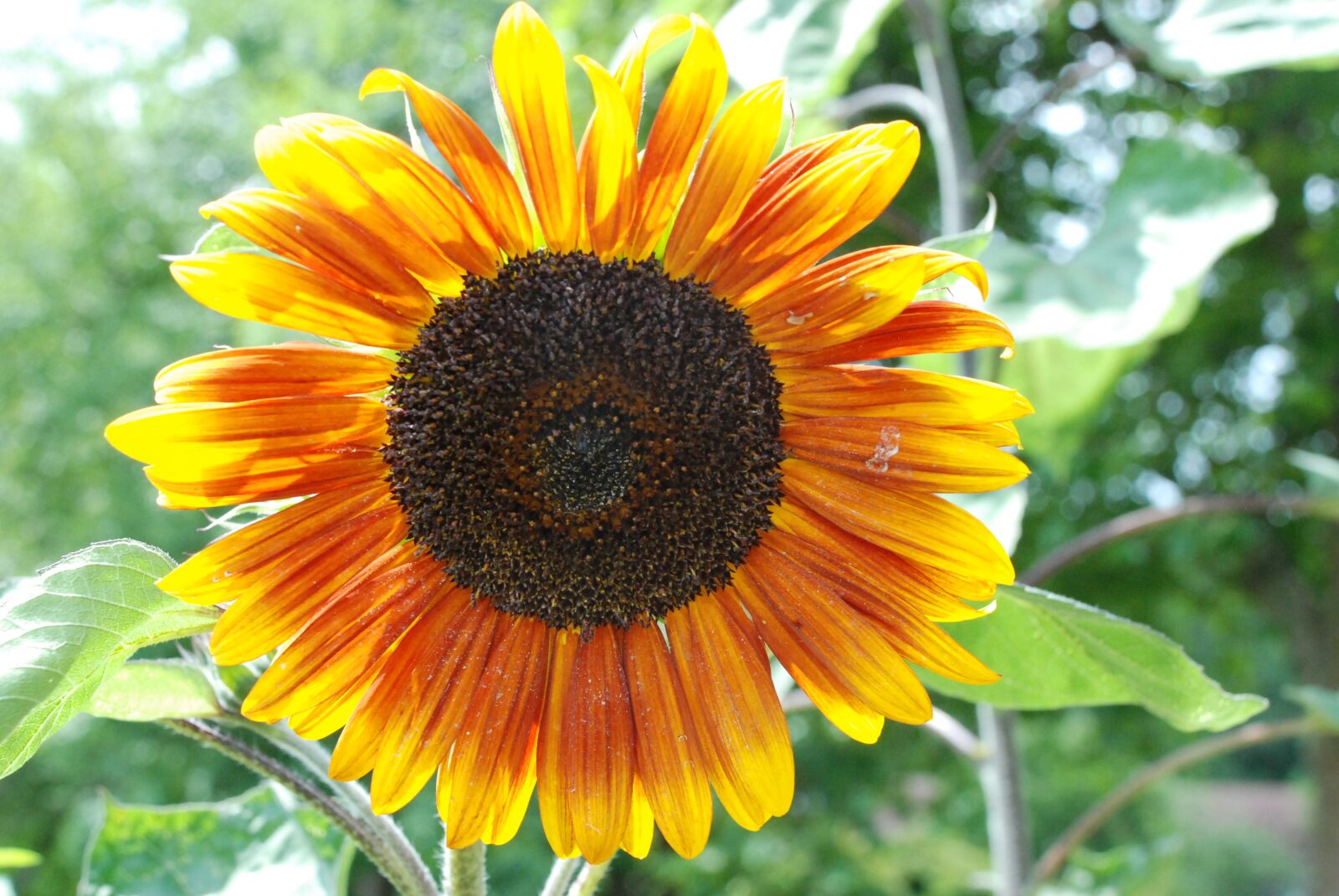 Nikon D80 sample photo. Sunflower, summer, blossom photography