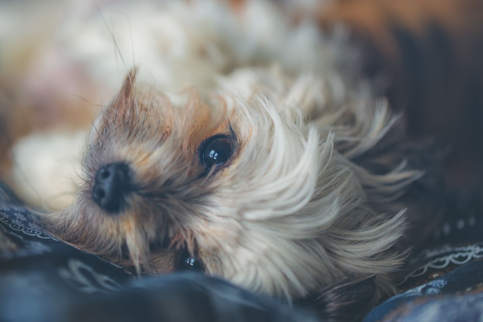 Canon EF 100mm F2.8L Macro IS USM sample photo. Dog, pet, animal photography
