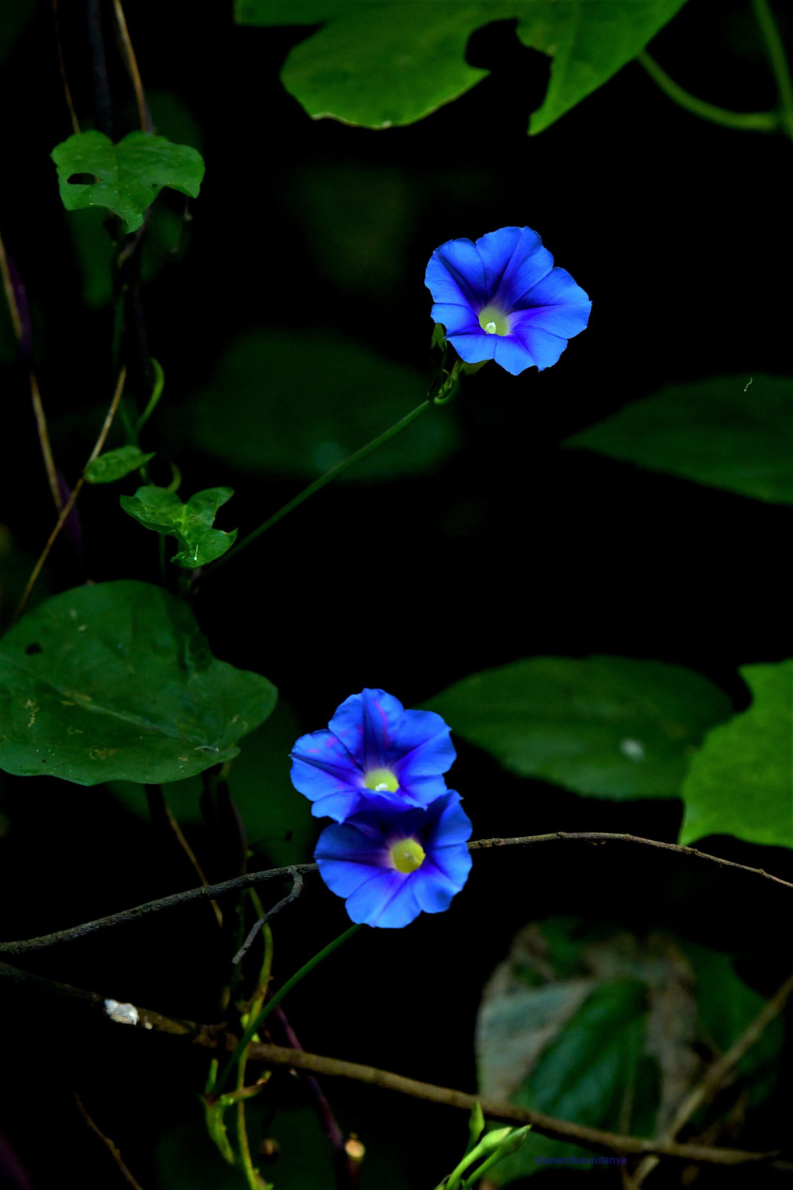 Nikon D500 sample photo. Flowers, fauna, nature photography