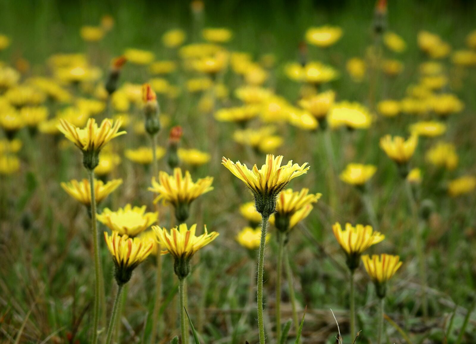 Nikon Coolpix P900 sample photo. Meadow, flowers, spring photography