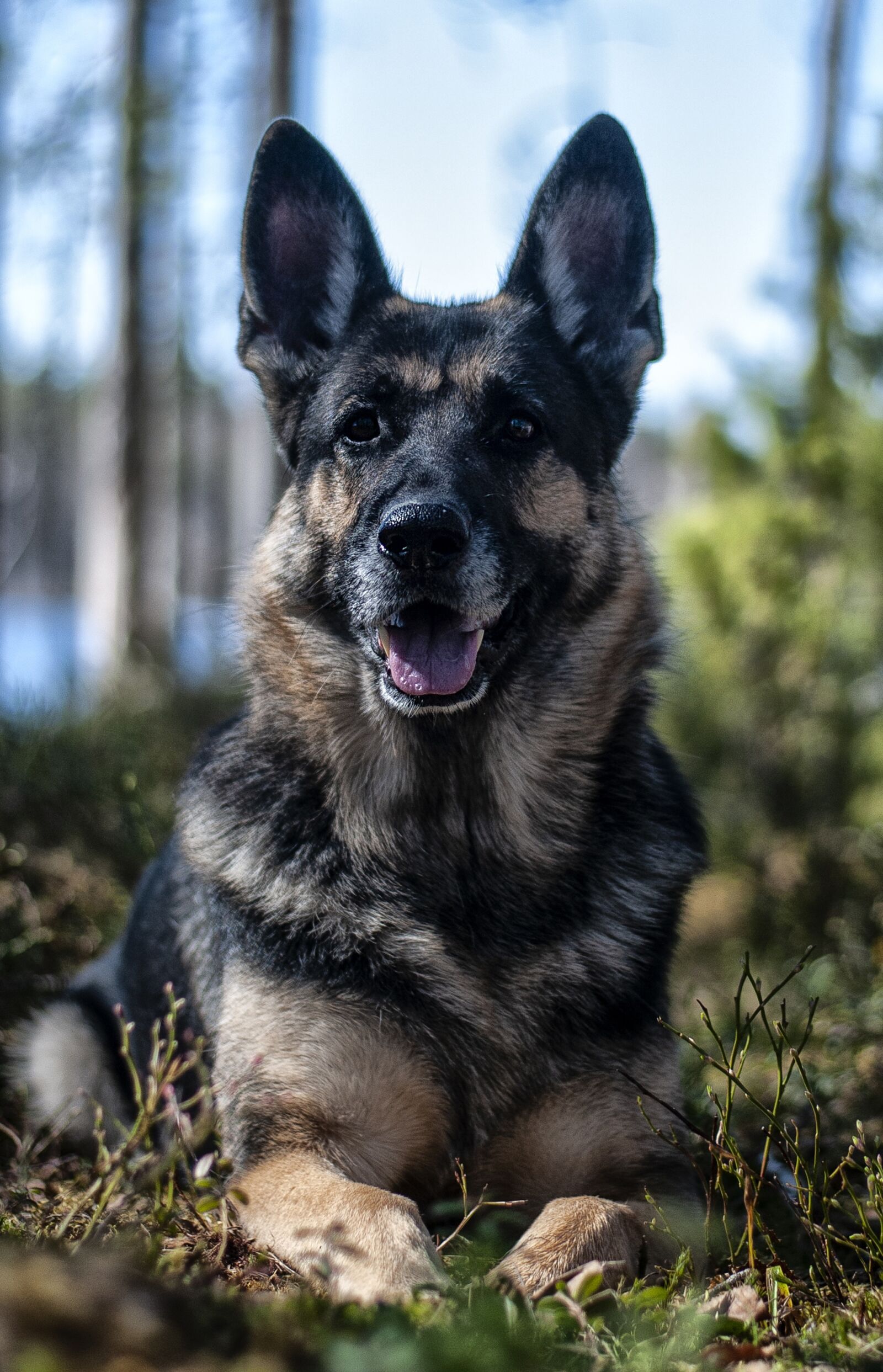 Nikon D80 sample photo. Dog, german shepherd, forest photography