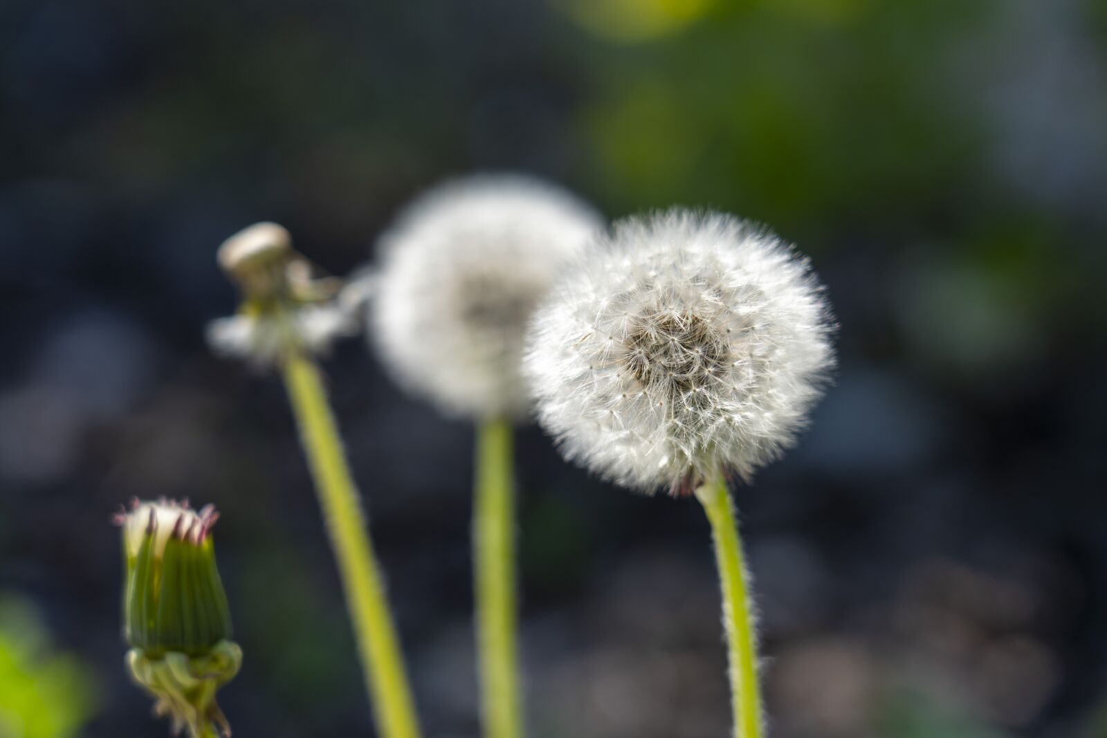Sony FE 24-105mm F4 G OSS sample photo. Dandelion, nature, seeds photography