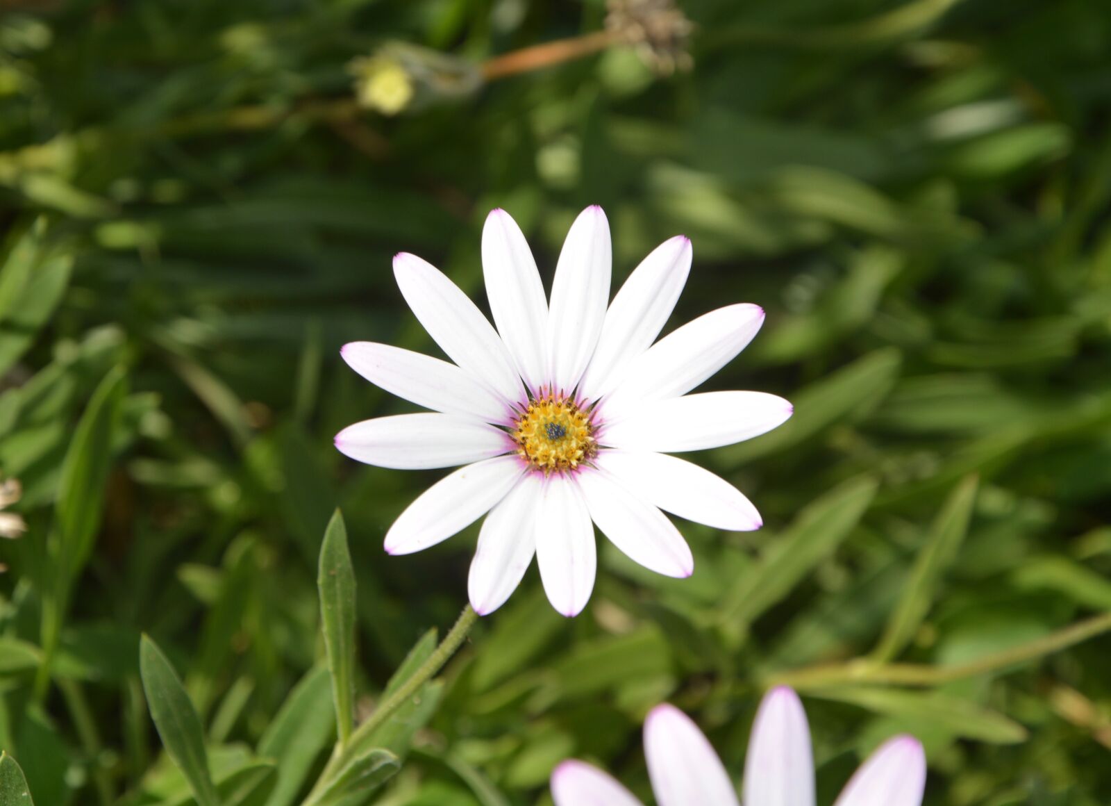 Nikon D5200 sample photo. Flower, white petals, garden photography