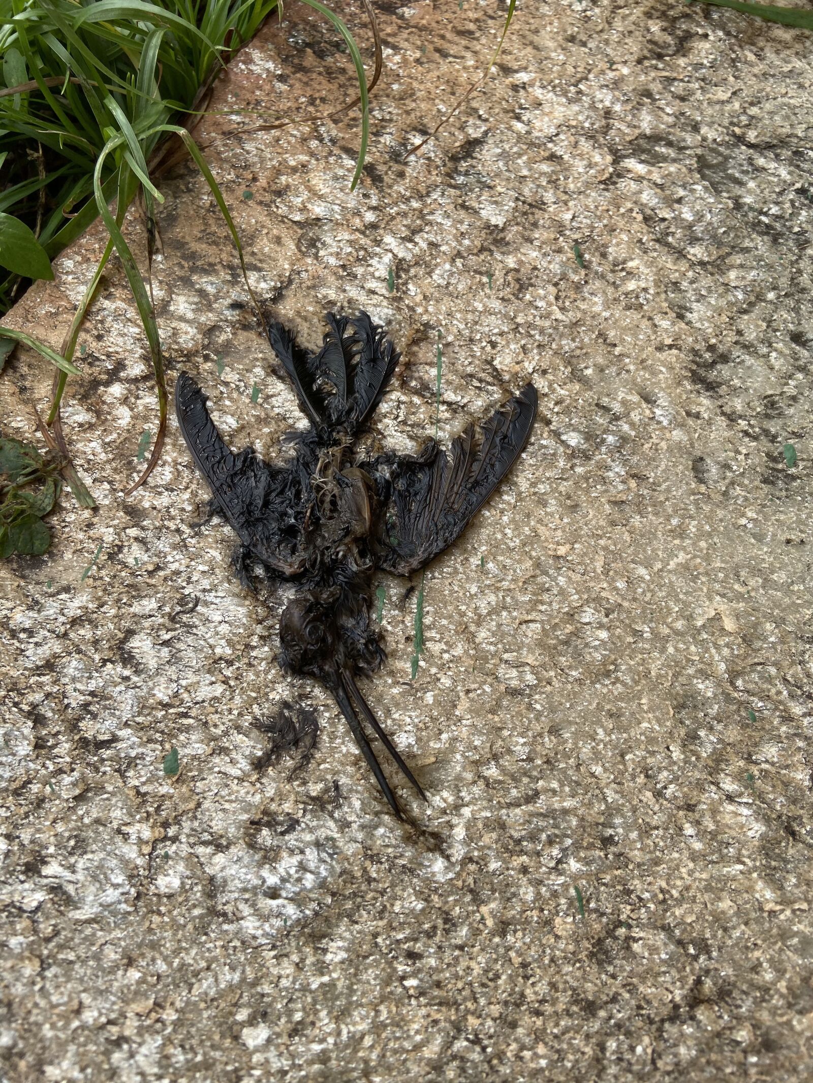 Apple iPhone 11 sample photo. The, hummingbird, passed photography