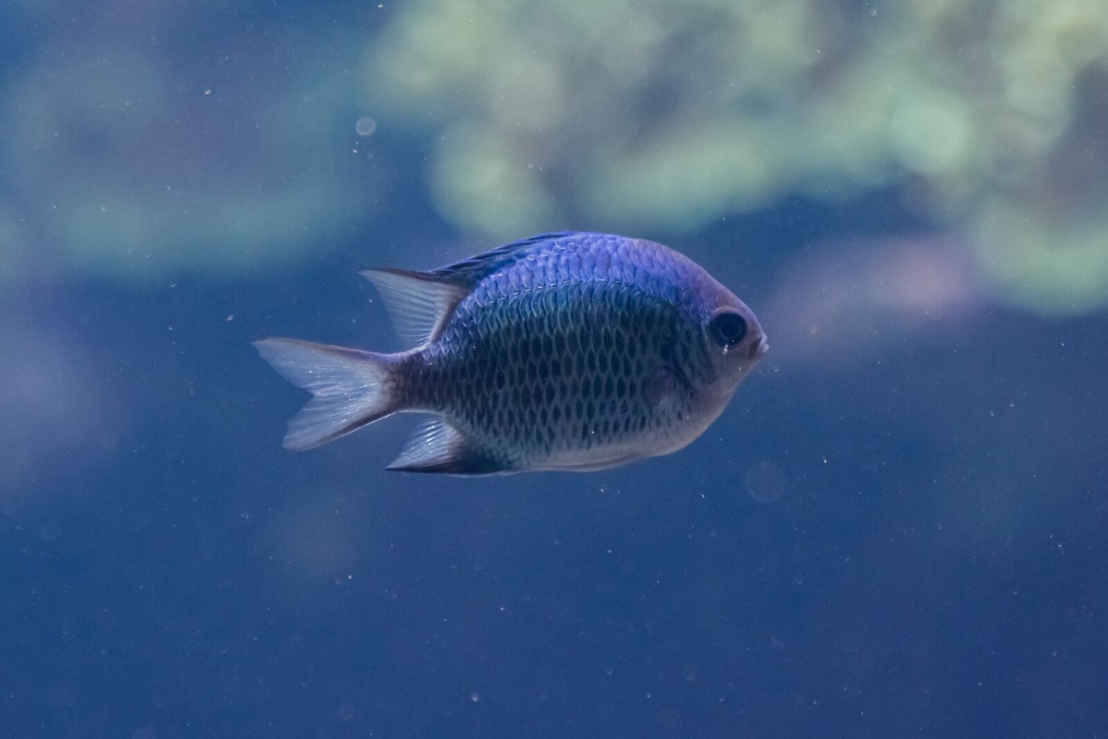 Nikon D7100 sample photo. Fish, aquarium, zoo photography