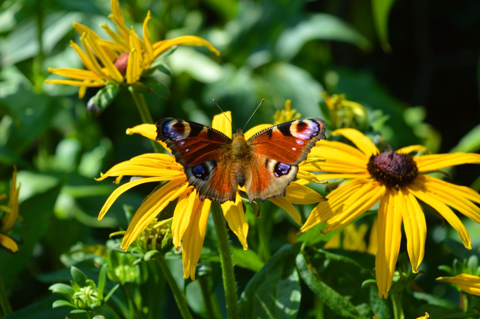Nikon D3200 sample photo. Flower, coneflower, butterfly photography