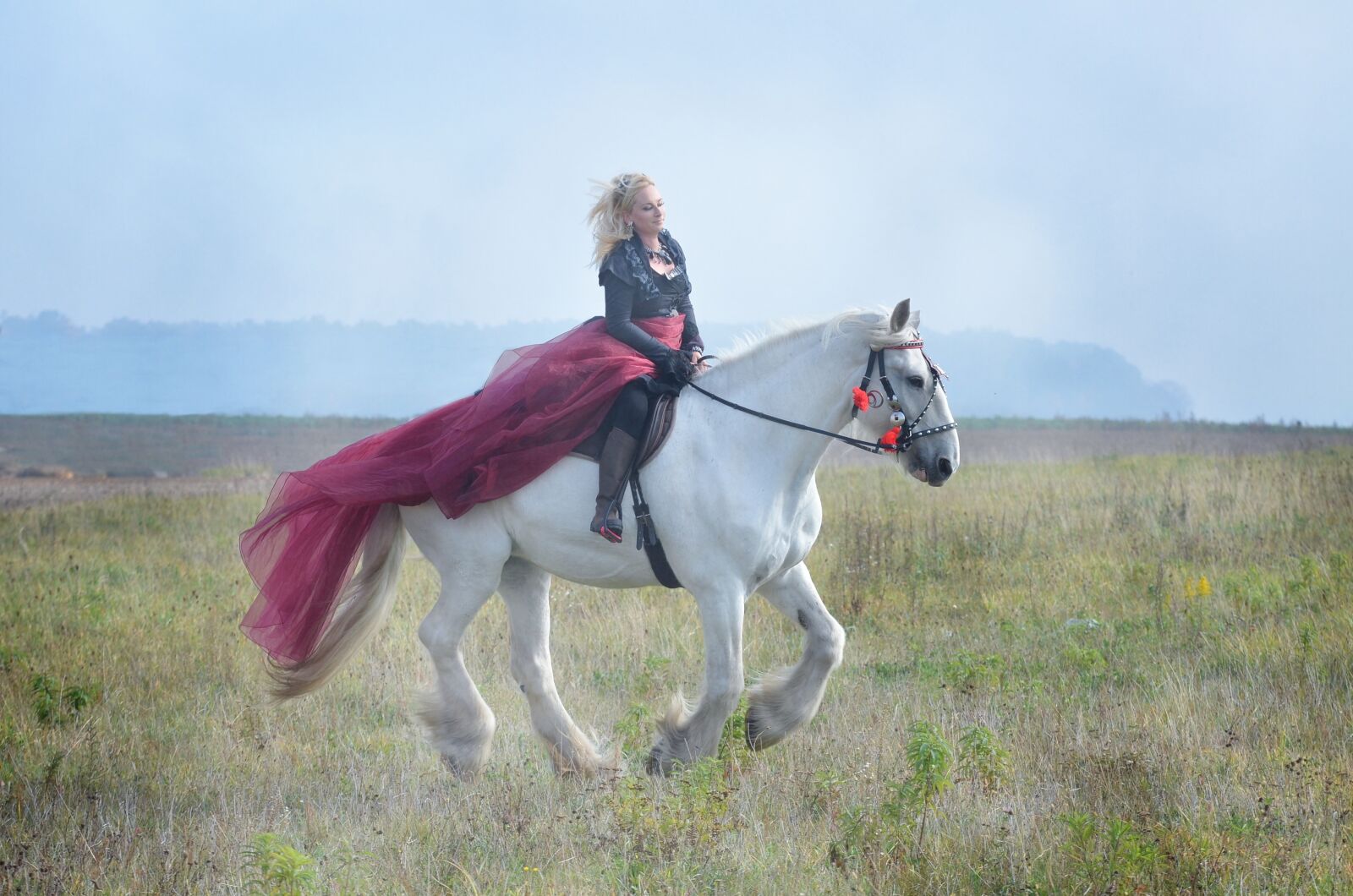 Nikon D5100 sample photo. Equine, horse, gray photography