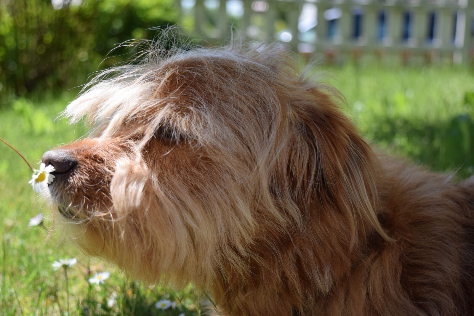Nikon D3300 sample photo. Dog, hybrid, smell photography