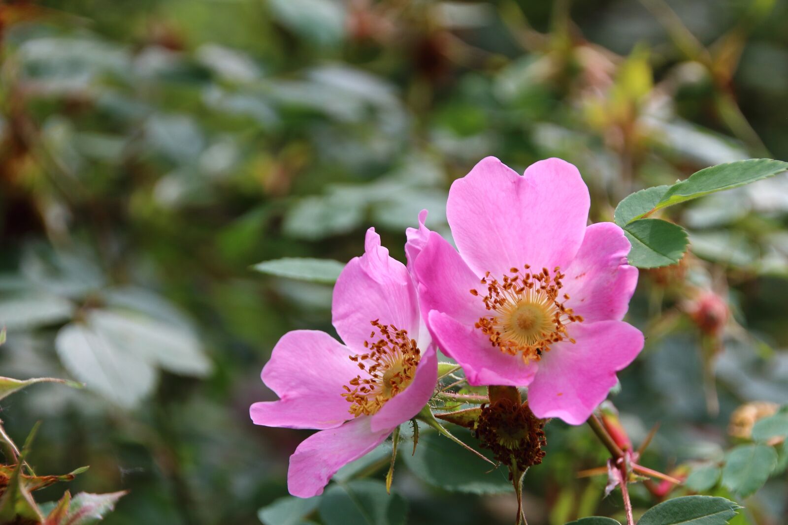 Canon EOS 650D (EOS Rebel T4i / EOS Kiss X6i) sample photo. Rosary, pink rose, flower photography