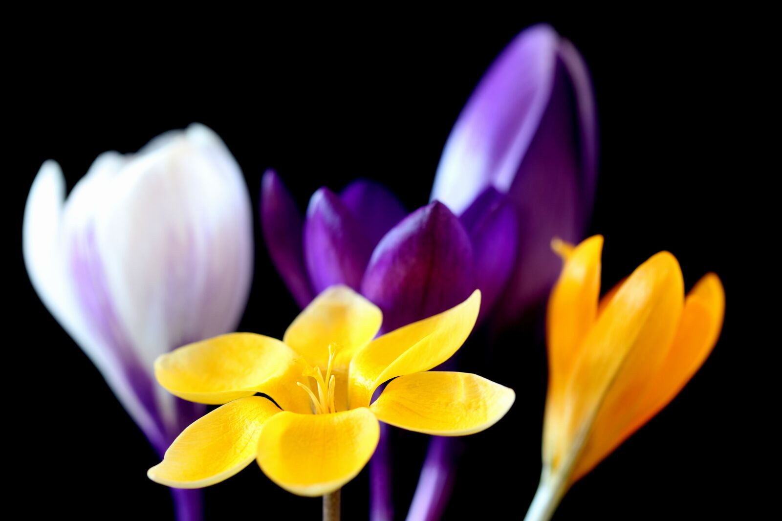 Canon EOS 1300D (EOS Rebel T6 / EOS Kiss X80) + Canon EF-S 60mm F2.8 Macro USM sample photo. Crocus, flower, nature photography