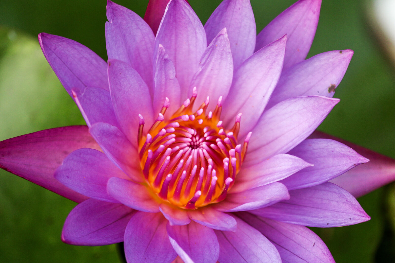 Canon EOS 700D (EOS Rebel T5i / EOS Kiss X7i) sample photo. Lily, mother, nature, nature photography