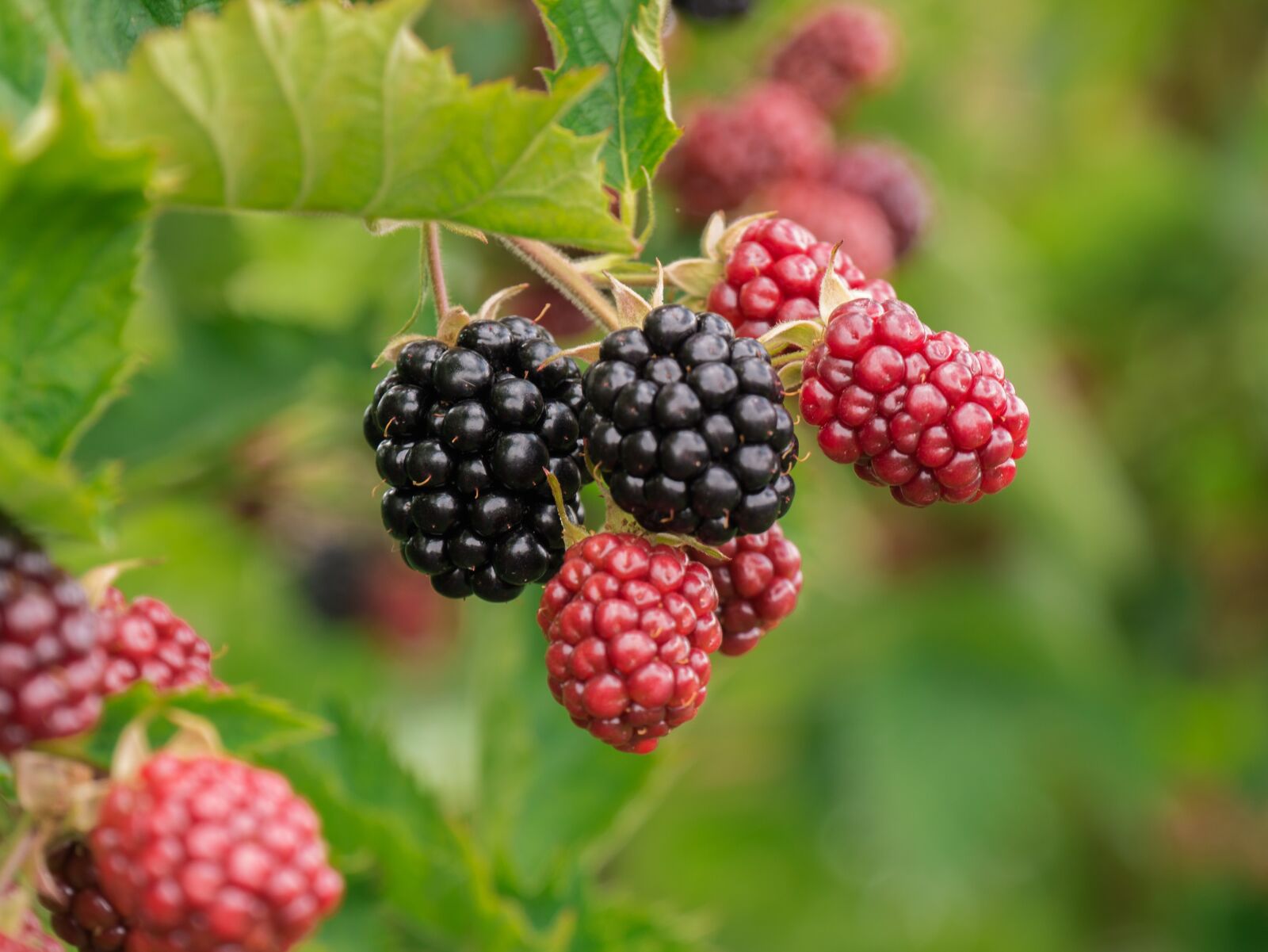 Panasonic DMC-G81 sample photo. Berry, blackberries, fruit photography