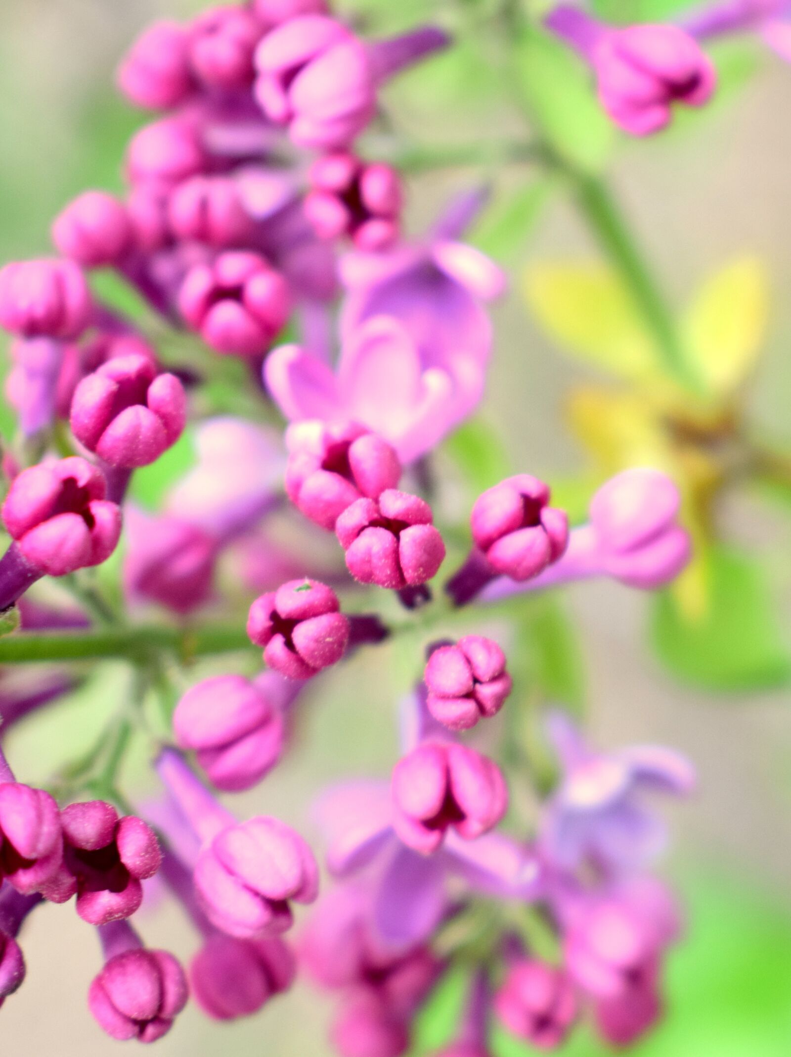 Nikon D3300 sample photo. Flower, nature, macro photography
