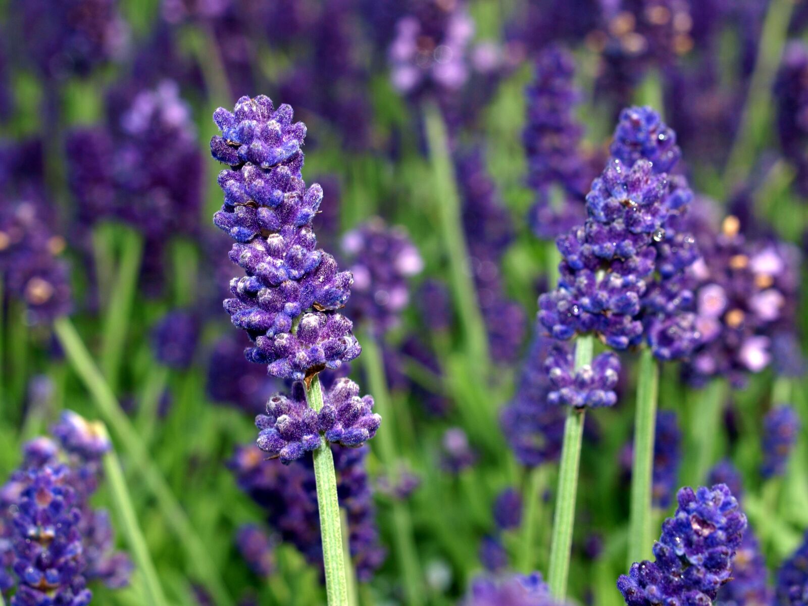 Olympus E-520 (EVOLT E-520) sample photo. Flower, lavender, blooms photography