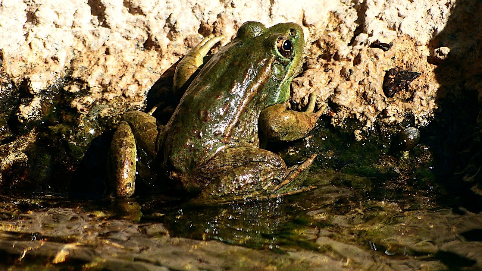 Panasonic Lumix DMC-FZ200 sample photo. Gerardo, toad, nature photography