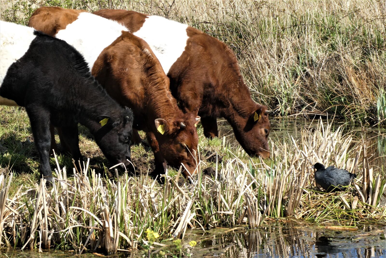 Panasonic Lumix DC-ZS70 (Lumix DC-TZ90) sample photo. Cows, pasture, coot photography