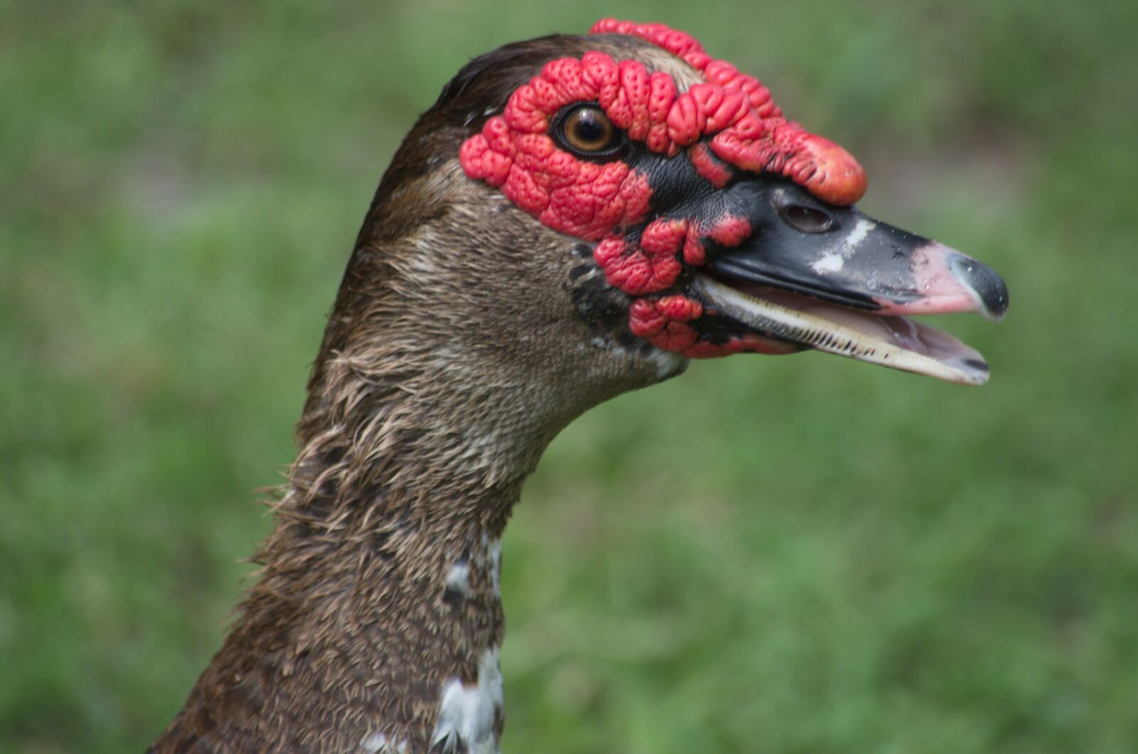 Pentax K-5 sample photo. Duck, ugly duck, bird photography
