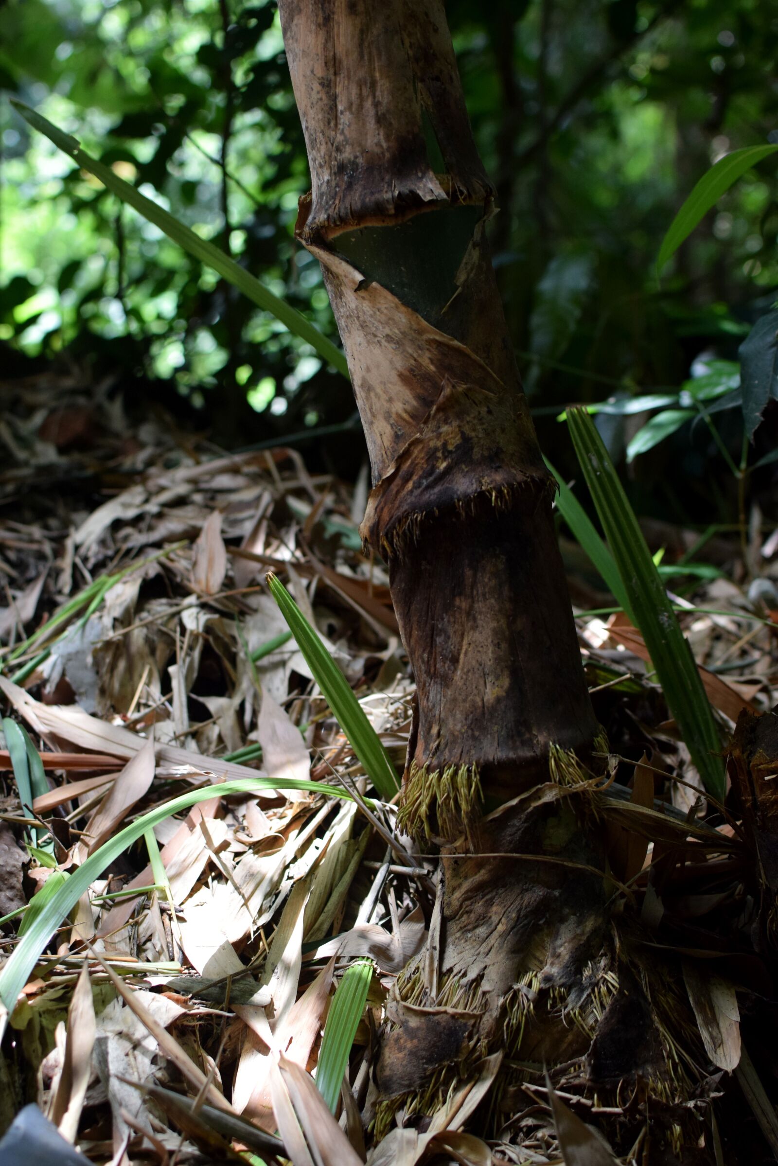 Nikon D5300 sample photo. Single bamboo tree, bamboo photography