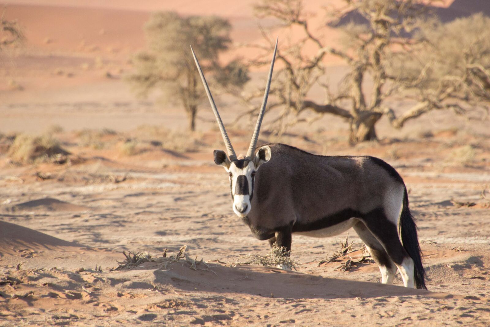 Canon EOS 600D (Rebel EOS T3i / EOS Kiss X5) sample photo. Africa, namibia, travel photography