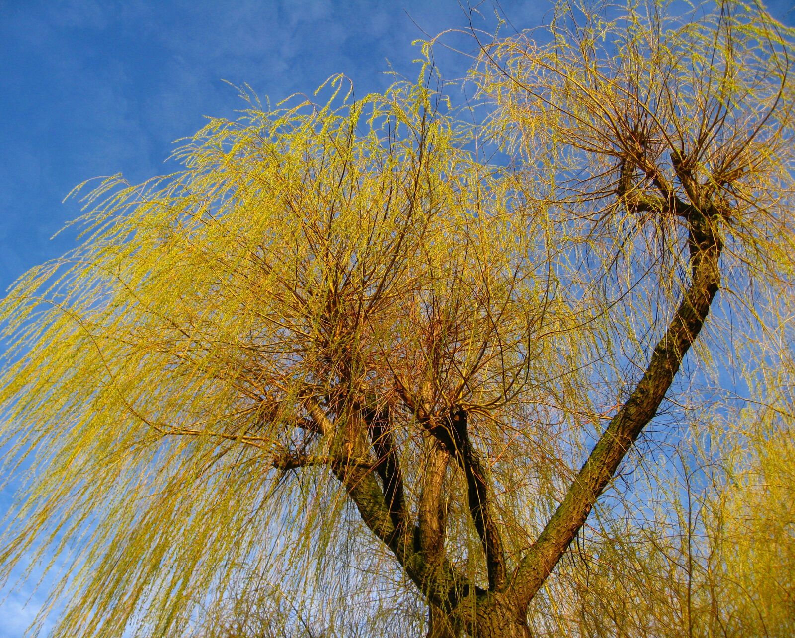 Canon DIGITAL IXUS 950 IS sample photo. Tree, branches, willow tree photography