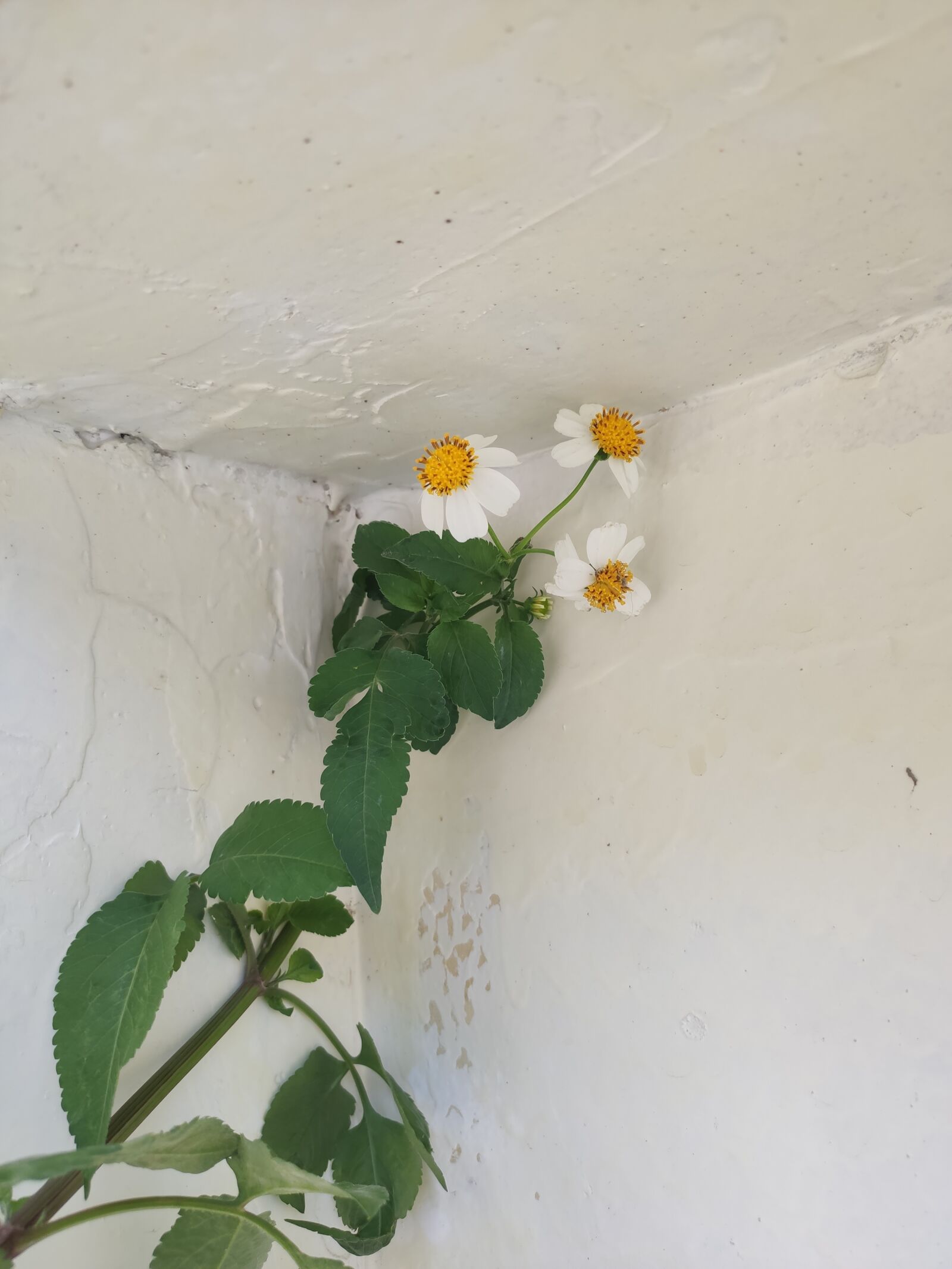 Xiaomi MI 9 sample photo. Summer, flower, chrysanthemum photography