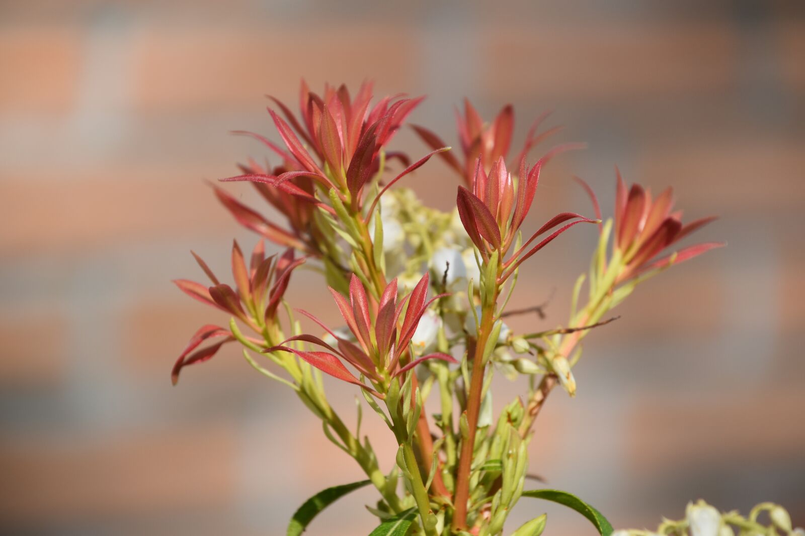 Nikon D5600 sample photo. Nature, flower, plant photography