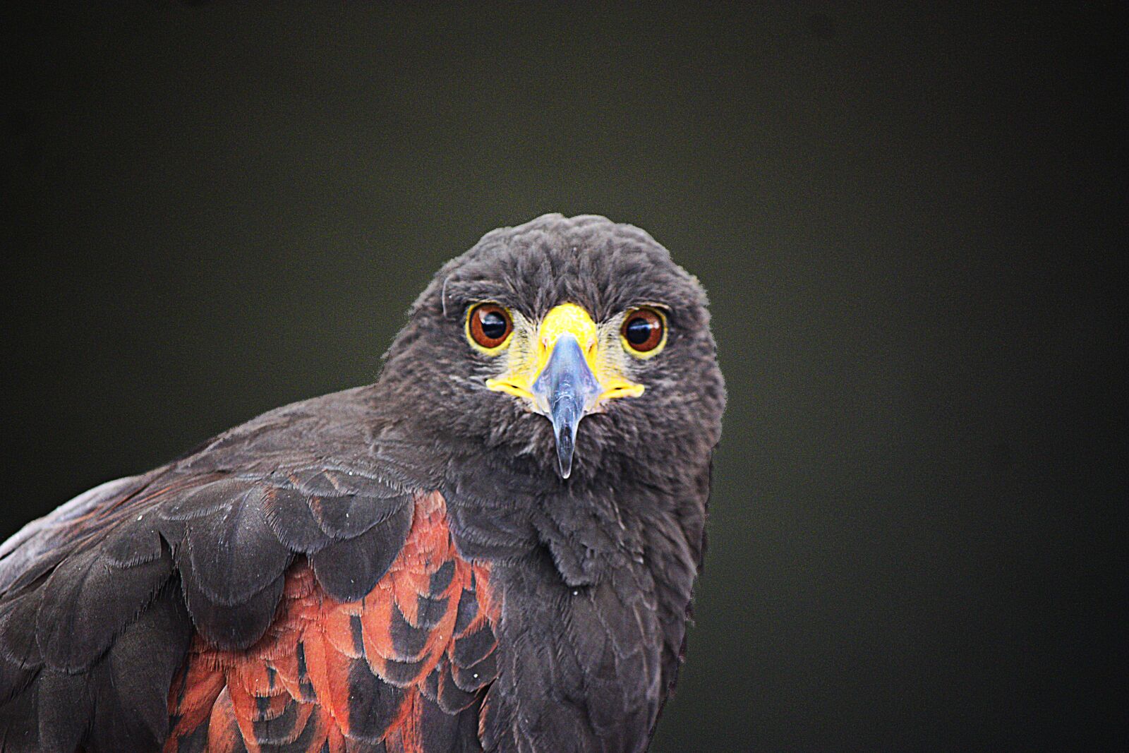 Canon EOS 450D (EOS Rebel XSi / EOS Kiss X2) sample photo. Falcon, aguila, wings photography
