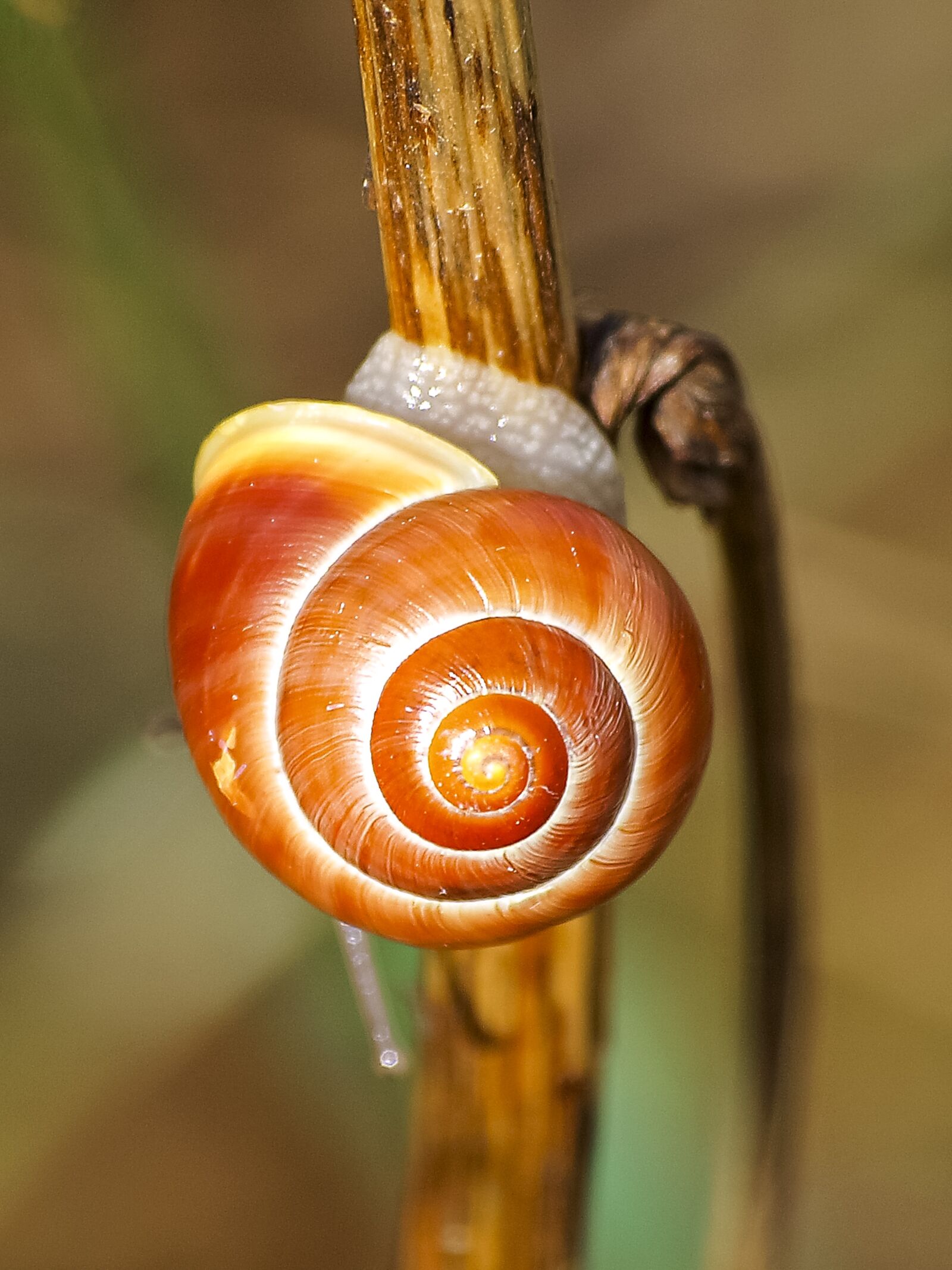 Olympus E-3 sample photo. Snail, tape worm, nature photography