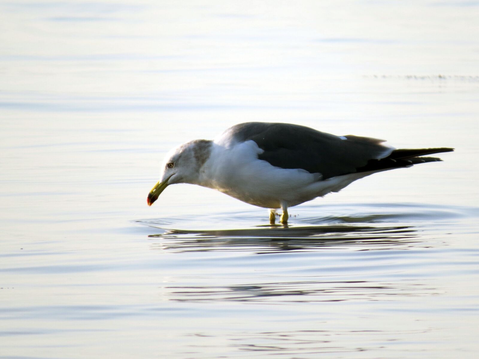 Canon PowerShot SX50 HS sample photo. Seagull, sea birds, the photography