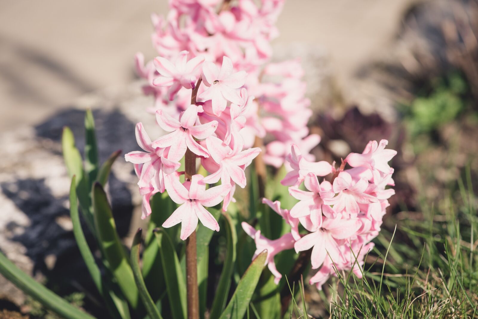 Nikon D750 sample photo. Hyacinth, flower, pink photography