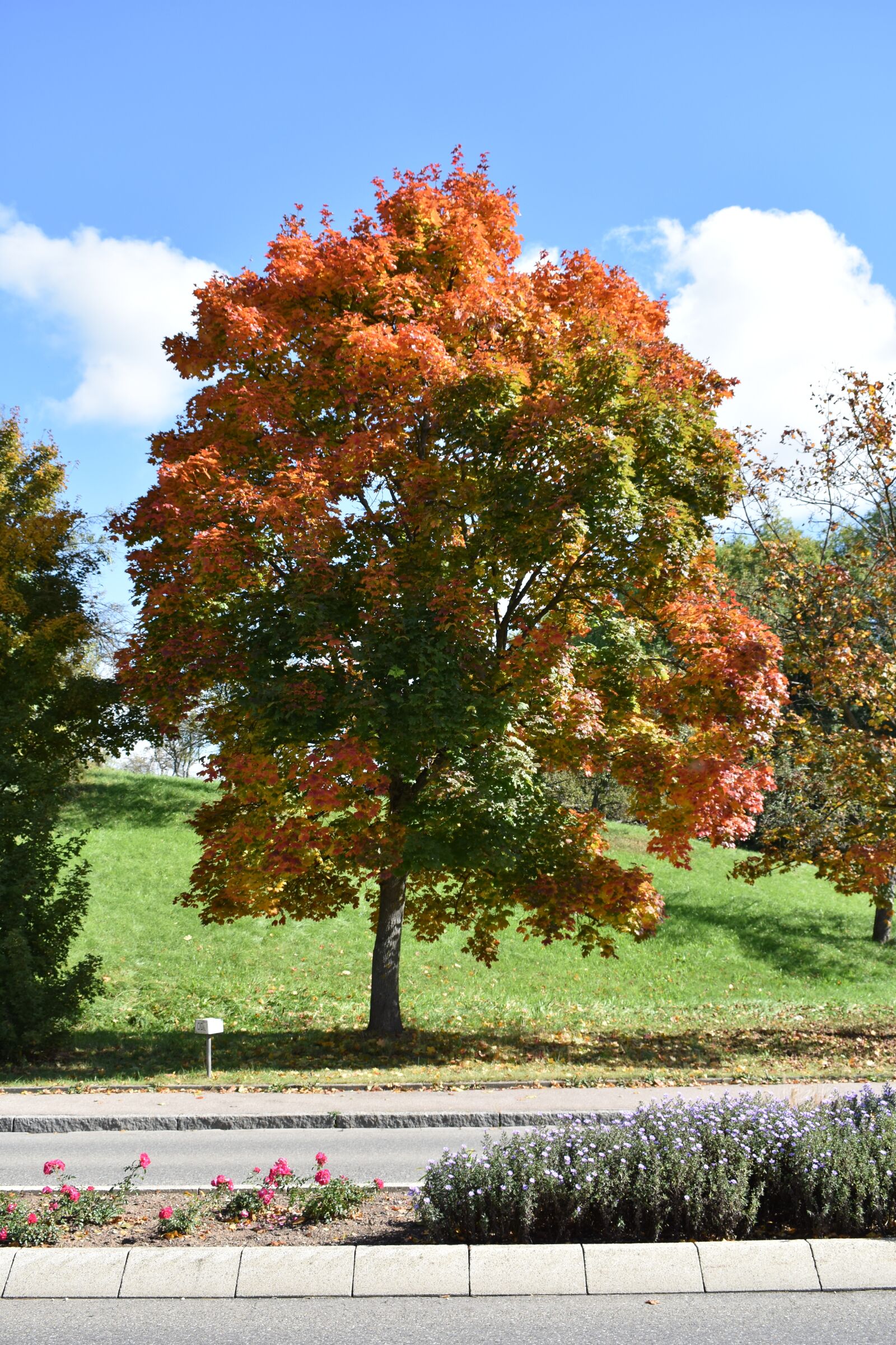 Nikon D3400 sample photo. Autumn, tree, nature photography