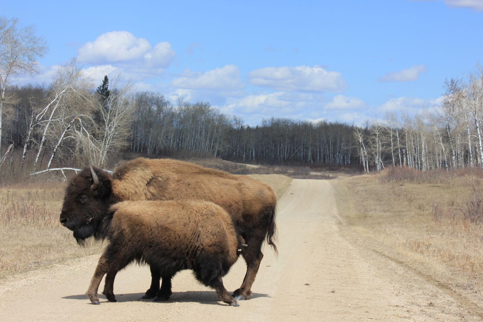 Canon EOS 550D (EOS Rebel T2i / EOS Kiss X4) sample photo. Bison, prairie, buffalo photography