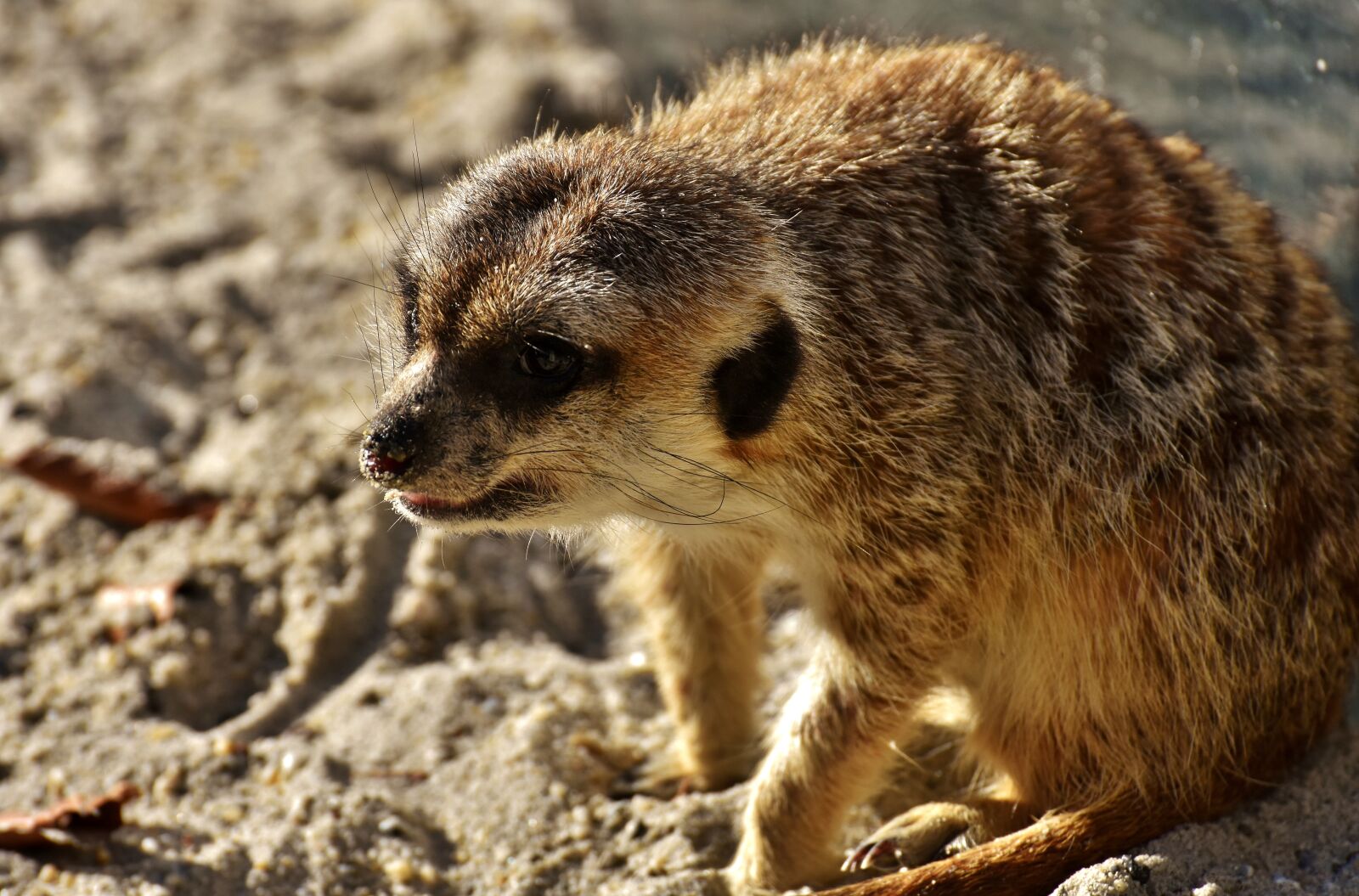 Nikon D7200 sample photo. Meerkat, cute, curious photography