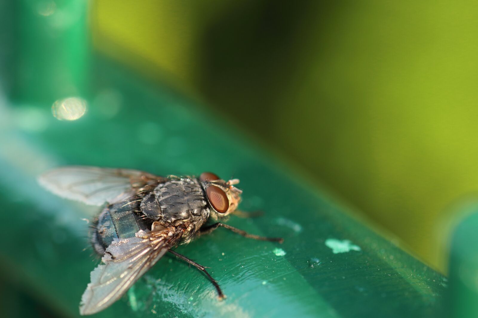 Canon EOS 80D sample photo. Fly, macro, insect photography