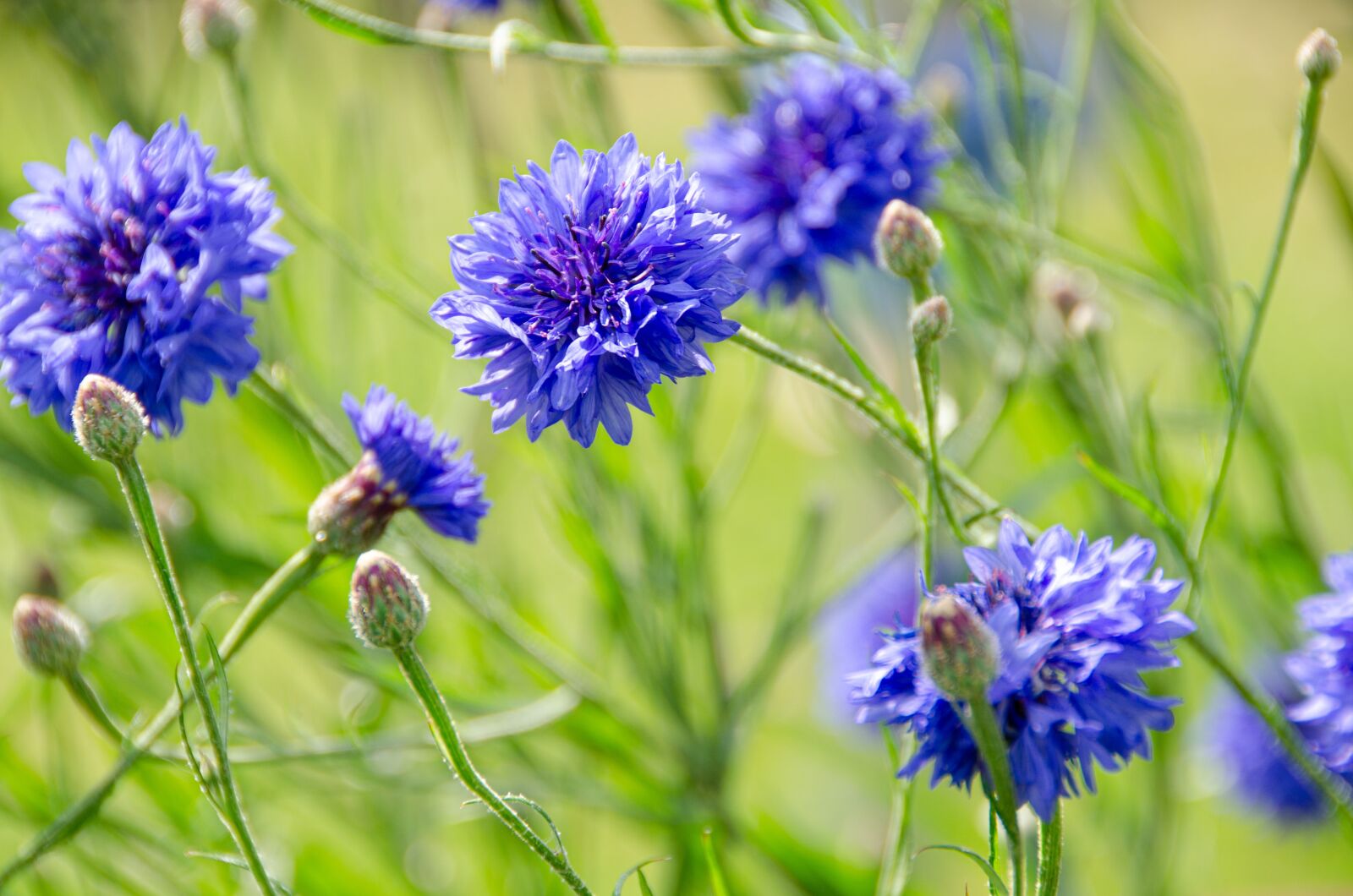 Nikon D7000 sample photo. Cornflower, blue, wild photography