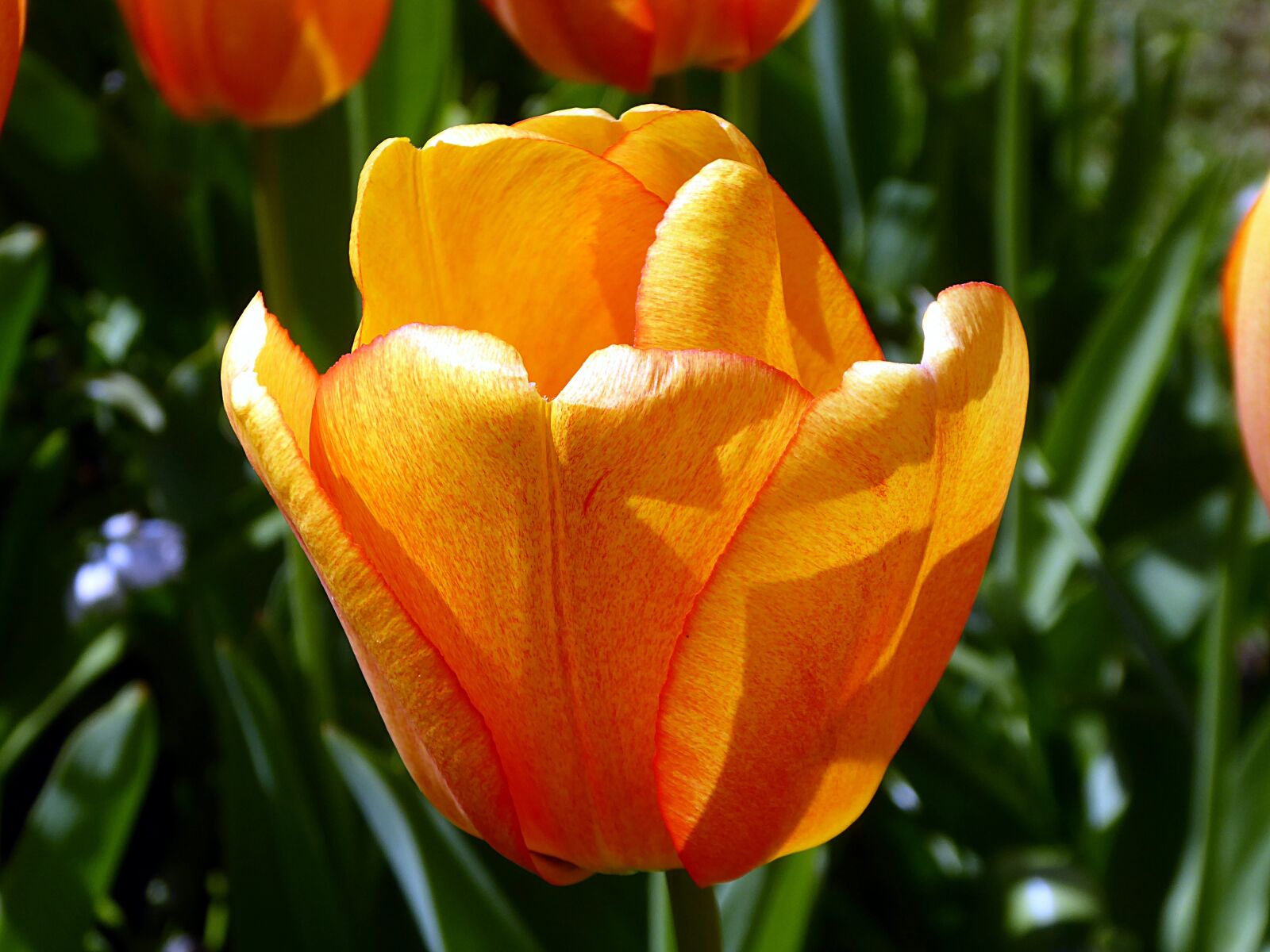 Panasonic Lumix DMC-ZS50 (Lumix DMC-TZ70) sample photo. Tulip, flower, petal photography