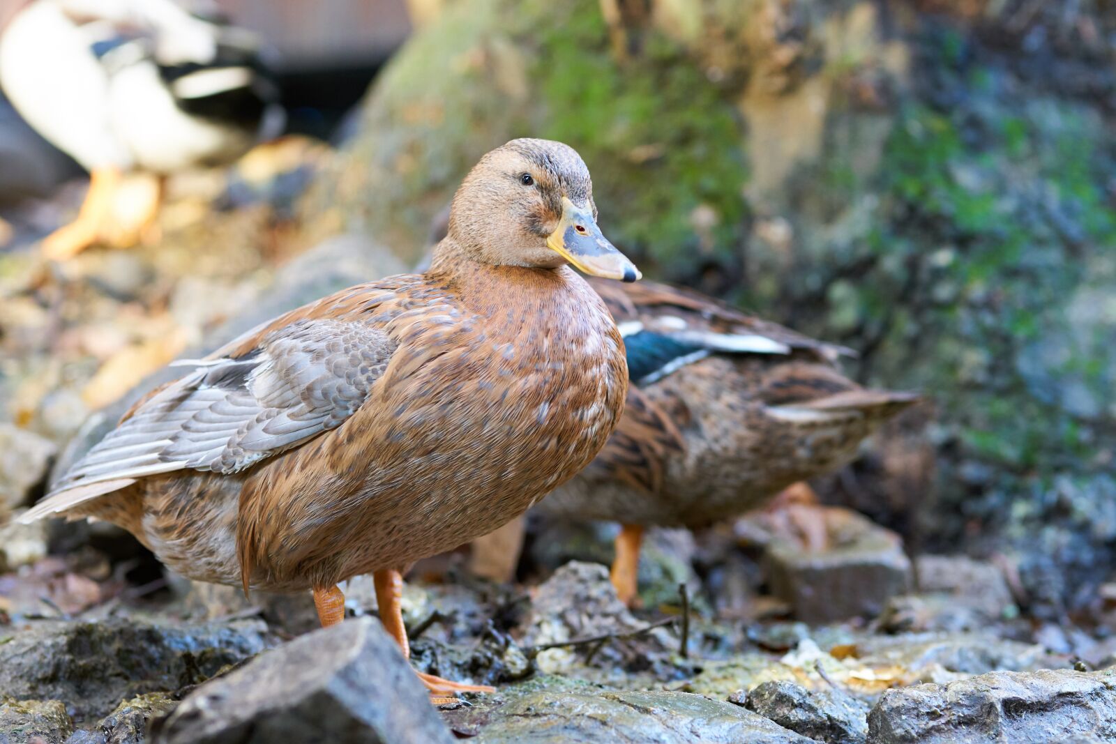 Sigma 85mm F1.4 DG HSM Art sample photo. Duck, goose, animal photography